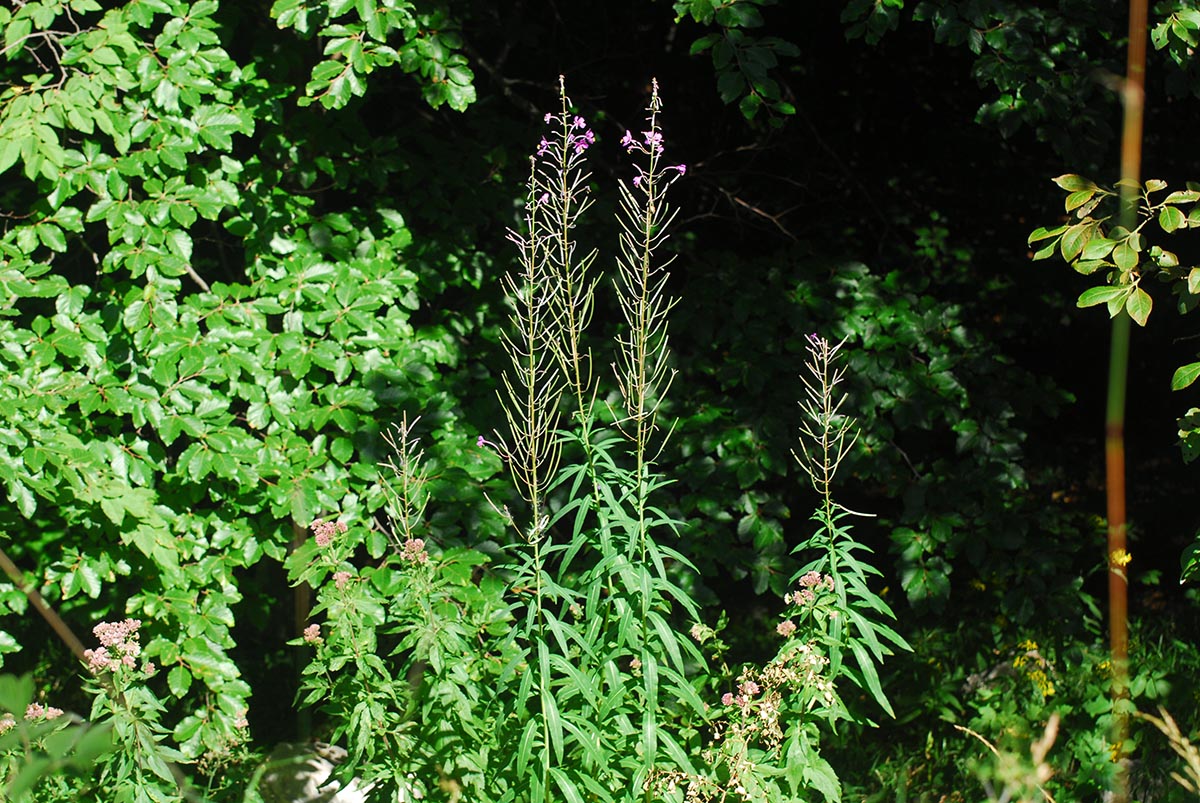 Habitus